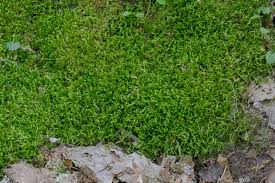 Attēlu rezultāti vaicājumam “Brachythecium rivulare”