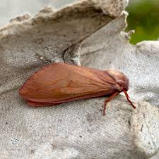 Attēlu rezultāti vaicājumam “Hepialus humuli male”