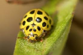 Attēlu rezultāti vaicājumam “Psyllobora vigintiduopunctata”