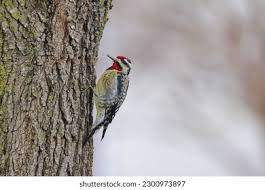 Image result for Sphyrapicus varius