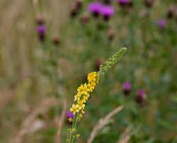 Attēlu rezultāti vaicājumam “Juncaginaceae”