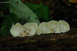 Attēlu rezultāti vaicājumam “Antrodiella faginea”