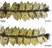 Attēlu rezultāti vaicājumam “Harpanthus scutatus”