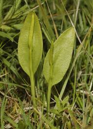 Attēlu rezultāti vaicājumam “Pteropsida”