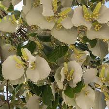 Attēlu rezultāti vaicājumam “Tilia tomentosa flower”