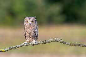 Image result for Otus scops