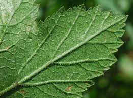 Attēlu rezultāti vaicājumam “Pastinaca sativa subsp. sylvestris leaf”