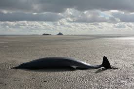 Image result for Mesoplodon bidens