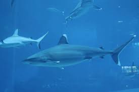 Image result for Carcharhinus albimarginatus