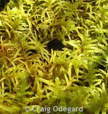 Attēlu rezultāti vaicājumam “Helodium blandowii”