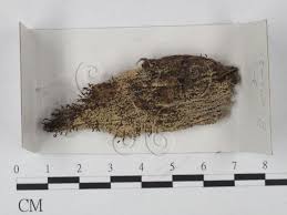 Attēlu rezultāti vaicājumam “Stemonitopsis typhina var. similis”