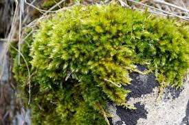 Attēlu rezultāti vaicājumam “Bryum funkii cells”