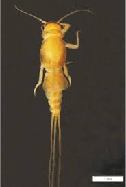 Attēlu rezultāti vaicājumam “Thecabius affinis imago”