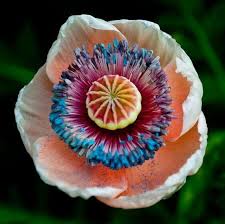 Attēlu rezultāti vaicājumam “Papaver somniferum flower”