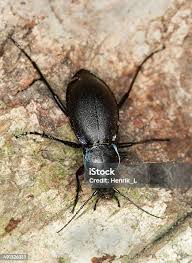Attēlu rezultāti vaicājumam “Carabus violaceus”