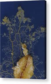 Attēlu rezultāti vaicājumam “Physarum contextum”