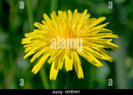 Attēlu rezultāti vaicājumam “Hieracium vulgatum bud”