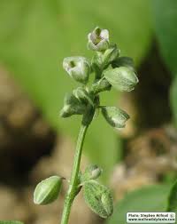 Attēlu rezultāti vaicājumam “Fallopia convolvulus fruit”