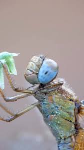 Attēlu rezultāti vaicājumam “Graphosoma lineatum nymph”
