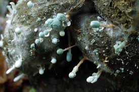 Attēlu rezultāti vaicājumam “Penicillium vulpinum”