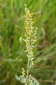 Image result for Artemisia absinthium