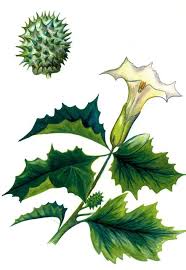 Image result for Datura stramonium