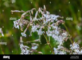 Attēlu rezultāti vaicājumam “Silene nutans flower”