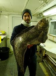 Image result for Anarhichas minor