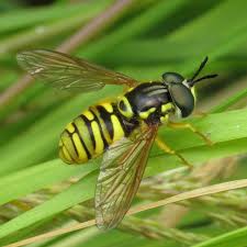 Attēlu rezultāti vaicājumam “Chrysotoxum sp.”