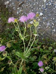 Image result for Knautia dipsacifolia
