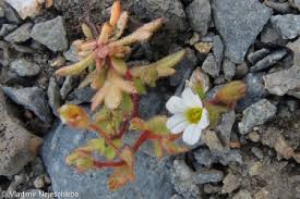 Attēlu rezultāti vaicājumam “Saxifraga tridactylites”