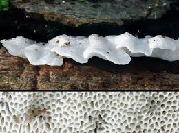 Attēlu rezultāti vaicājumam “Antrodiella semisupina”