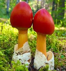 Attēlu rezultāti vaicājumam “Brefeldia maxima spores”