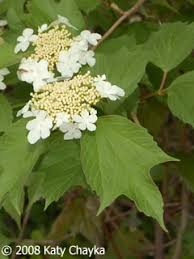 Attēlu rezultāti vaicājumam “Viburnum opulus flower”