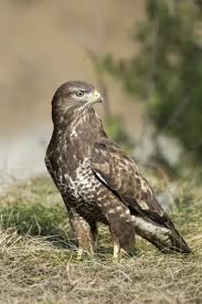 Attēlu rezultāti vaicājumam “Buteo buteo”