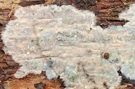 Attēlu rezultāti vaicājumam “Radulomyces confluens”