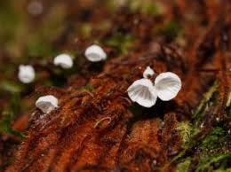 Attēlu rezultāti vaicājumam “Rimbachia neckerae”