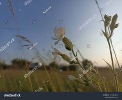 Attēlu rezultāti vaicājumam “Silene latifolia subsp. alba”