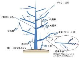 「柿の木利江」の画像検索結果
