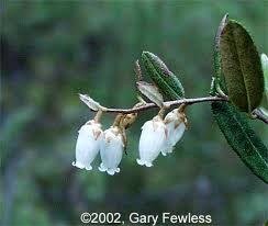 Attēlu rezultāti vaicājumam “Chamaedaphne calyculata leaf”