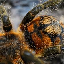 Attēlu rezultāti vaicājumam “Perichaena sp.”