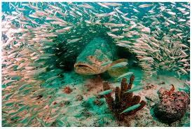 Image result for Epinephelus itajara