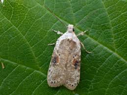 Attēlu rezultāti vaicājumam “Agonopterix alstromeriana”