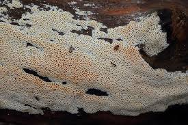 Attēlu rezultāti vaicājumam “Ceriporiopsis aneirina”