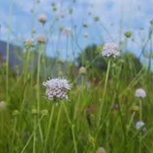 Image result for Succisella inflexa