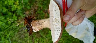 Attēlu rezultāti vaicājumam “Hypomyces chrysospermus”