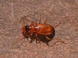 Attēlu rezultāti vaicājumam “Leistus ferrugineus”