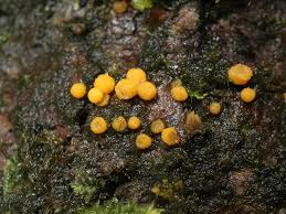 Attēlu rezultāti vaicājumam “Bactridium flavum”