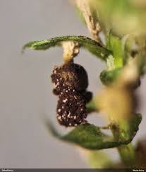 Attēlu rezultāti vaicājumam “Physarum sulphureum stalked”