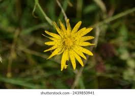 Attēlu rezultāti vaicājumam “Tragopogon pratensis subsp. pratensis bud”